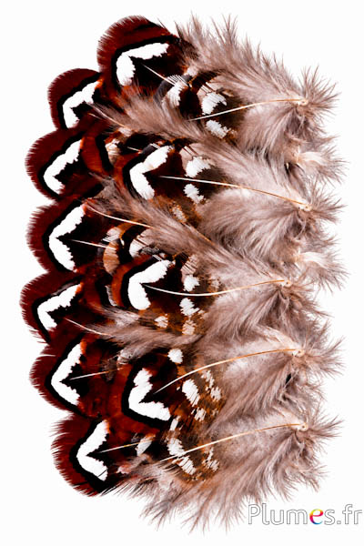 Fazant Reeves - 5-10 cm - natuurlijk bruin